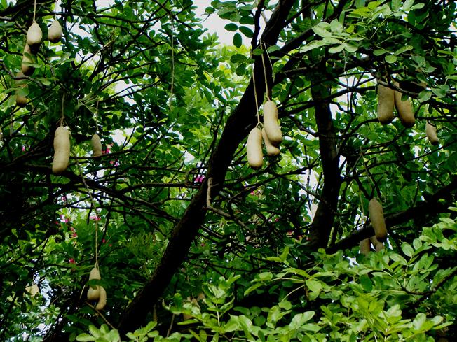 Kigelia africana